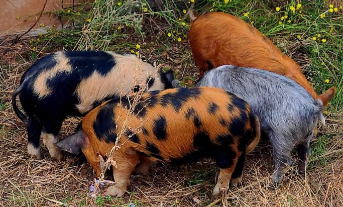 Cochon Kunekune