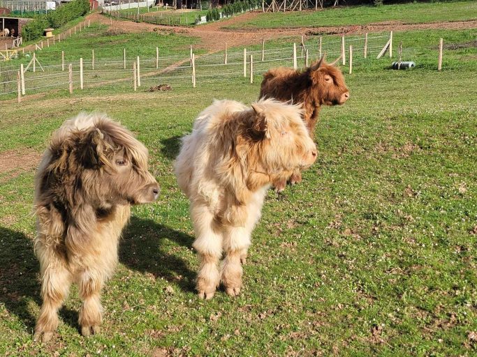 Highland Cattle